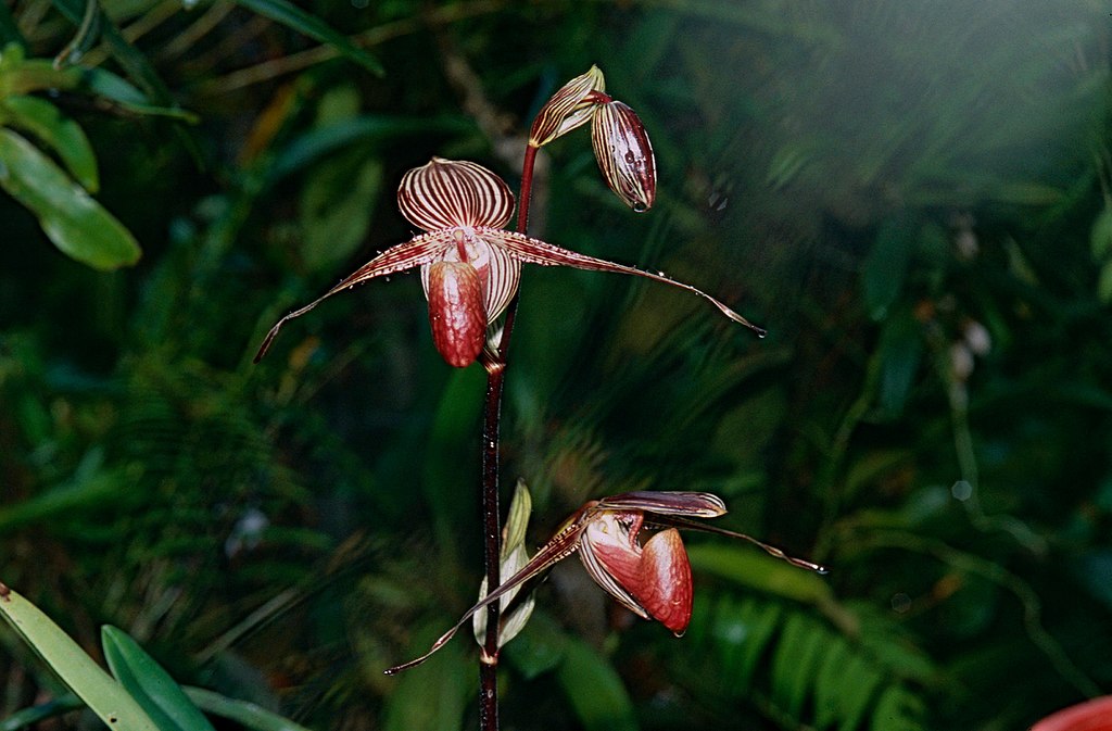 Rothschild’s Orchid