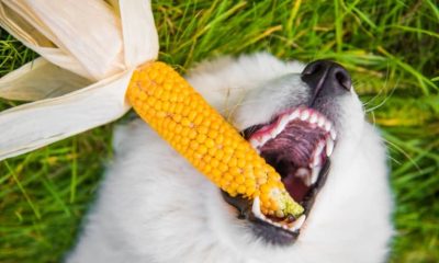 Can dogs eat corn? Understanding the risks and benefits