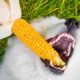 Can dogs eat corn? Understanding the risks and benefits