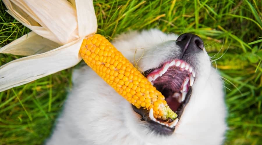 Can dogs eat corn? Understanding the risks and benefits