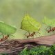 How many legs do ants have? - Discover ant anatomy
