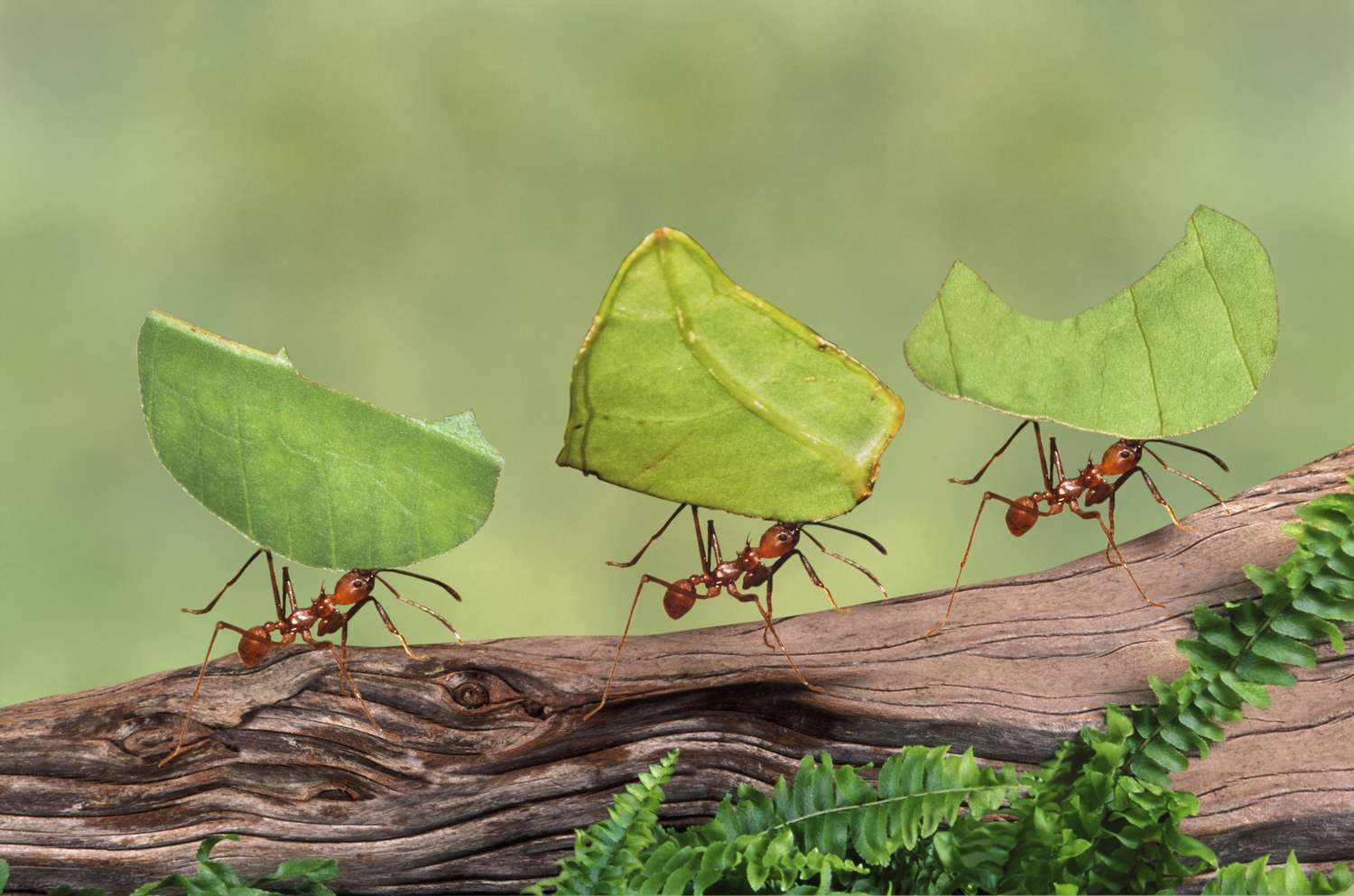 How many legs do ants have? - Discover ant anatomy
