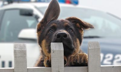 Police dog names: Popular male and female names