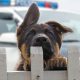 Police dog names: Popular male and female names