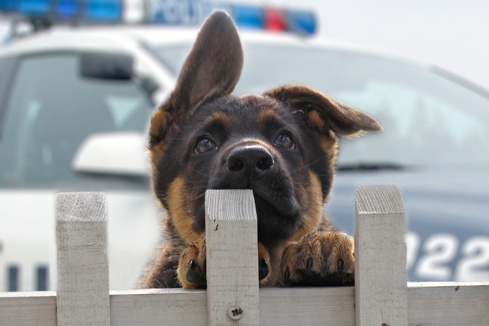 Police dog names: Popular male and female names