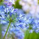 Exploring the beauty of rare blue flowers