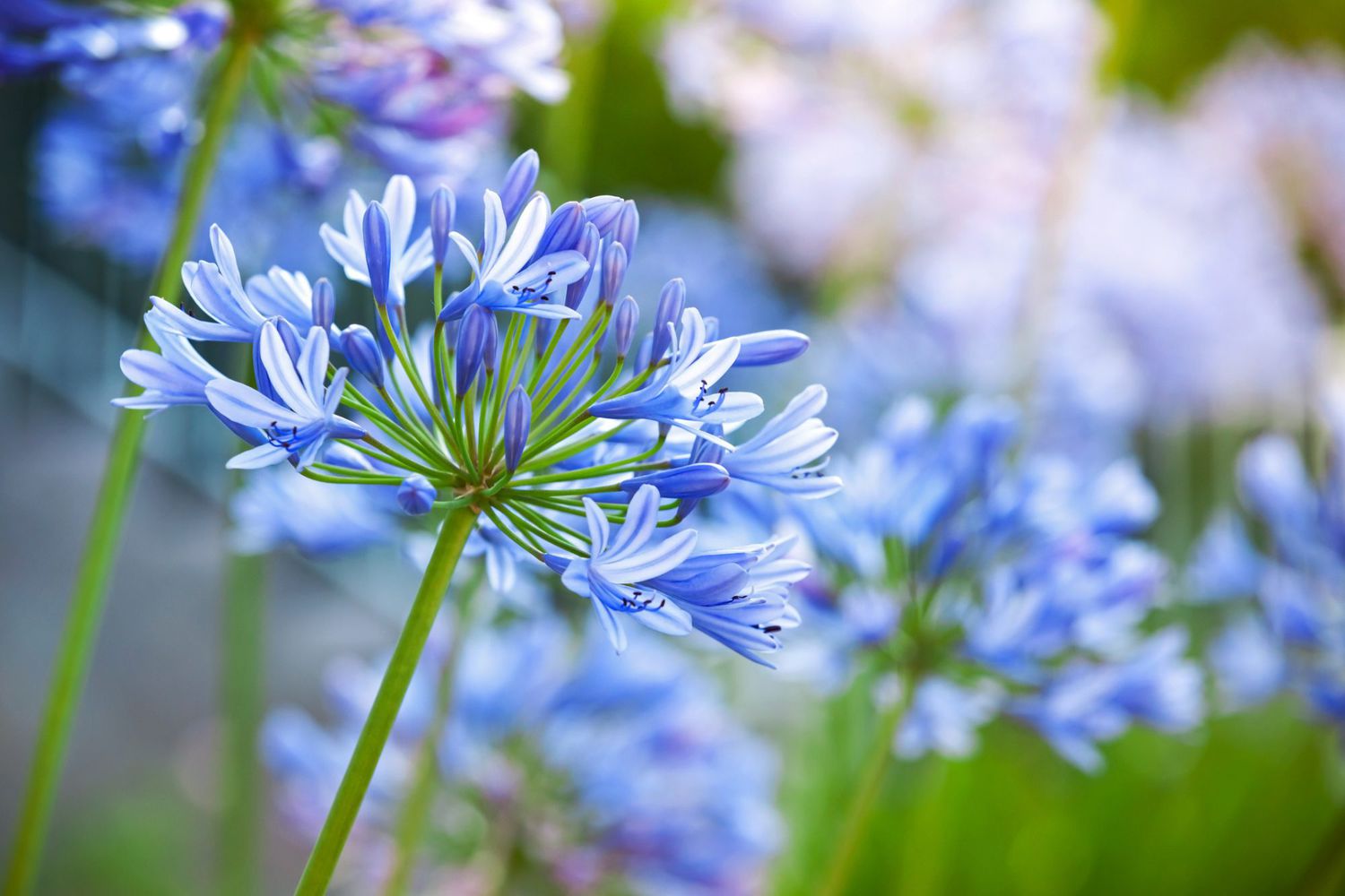 Exploring the beauty of rare blue flowers
