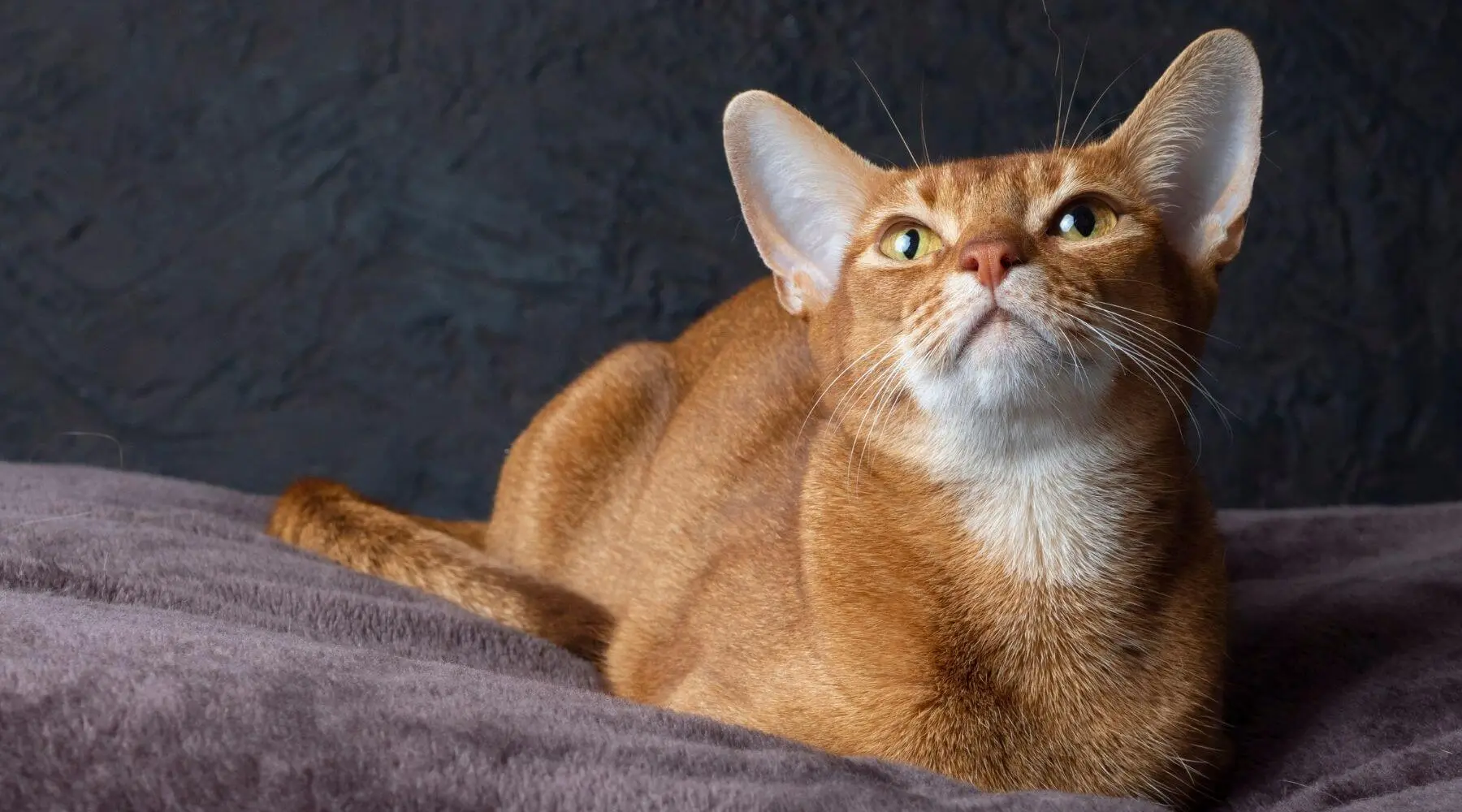 Exploring cat breeds with large ears: An enthusiast's guide