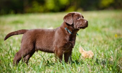Chocolate dog names: The sweetest and delightful picks