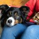 Worst dog breeds for cats: A guide to pet compatibility