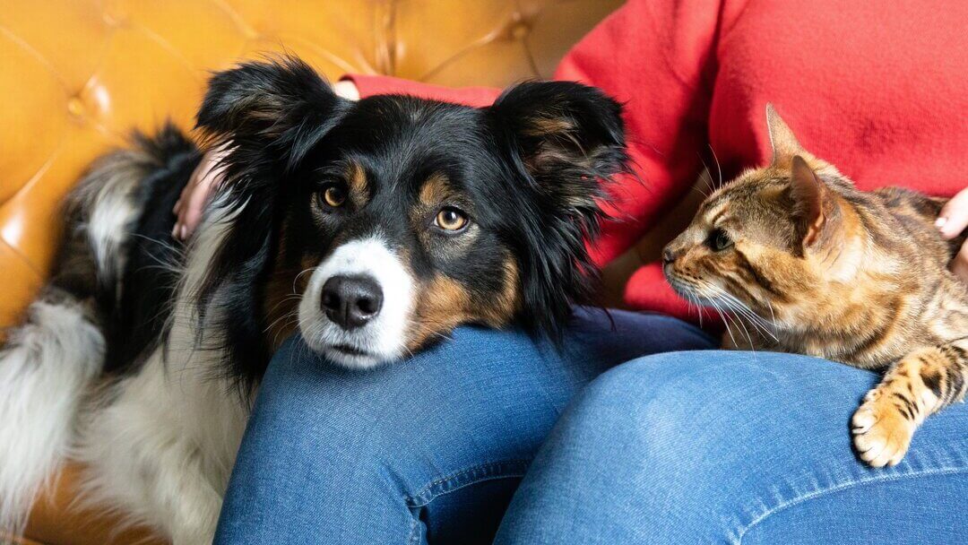Worst dog breeds for cats: A guide to pet compatibility