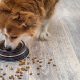 What is crude protein in dog food? Essential guide