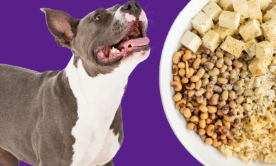 Vegan dog food recipe: A nutritious and balanced diet for your pet