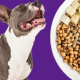 Vegan dog food recipe: A nutritious and balanced diet for your pet