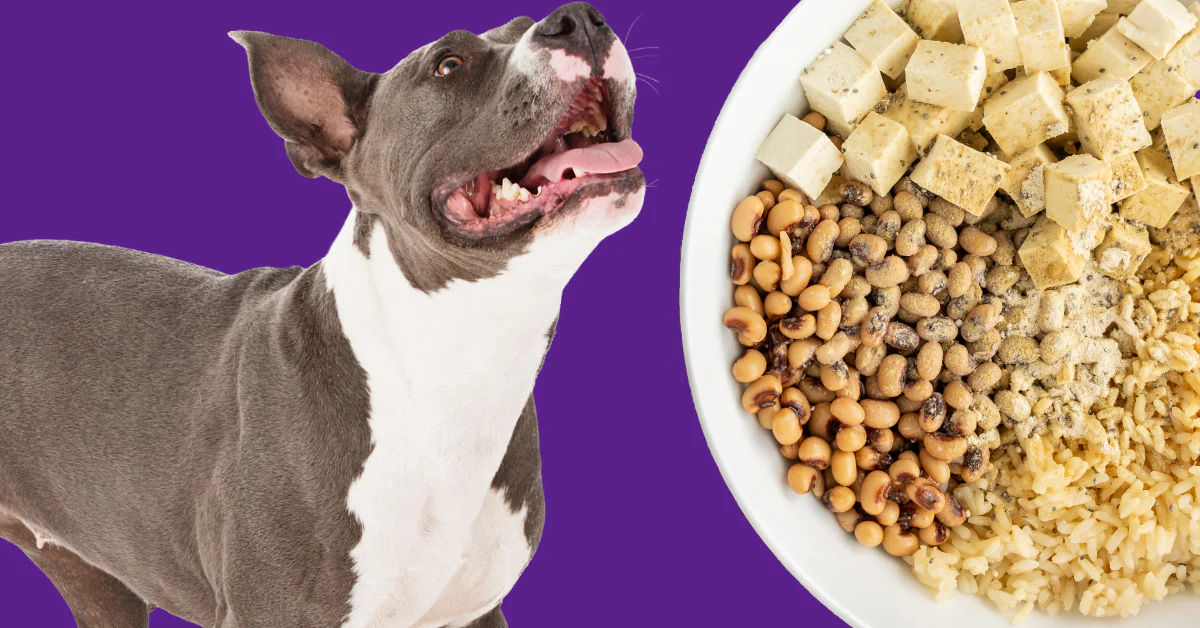 Vegan dog food recipe: A nutritious and balanced diet for your pet