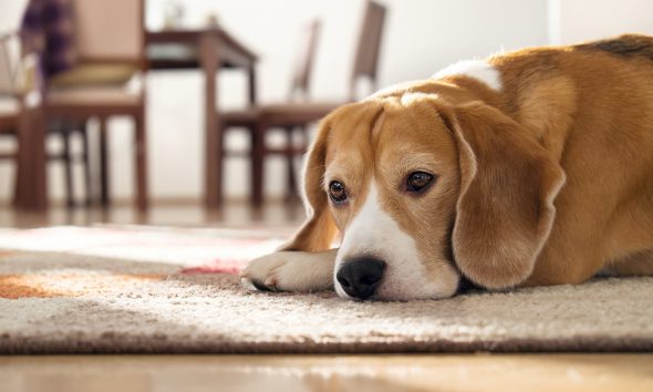 Dog suddenly wants to sleep alone: Understanding the behavior