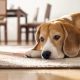 Dog suddenly wants to sleep alone: Understanding the behavior