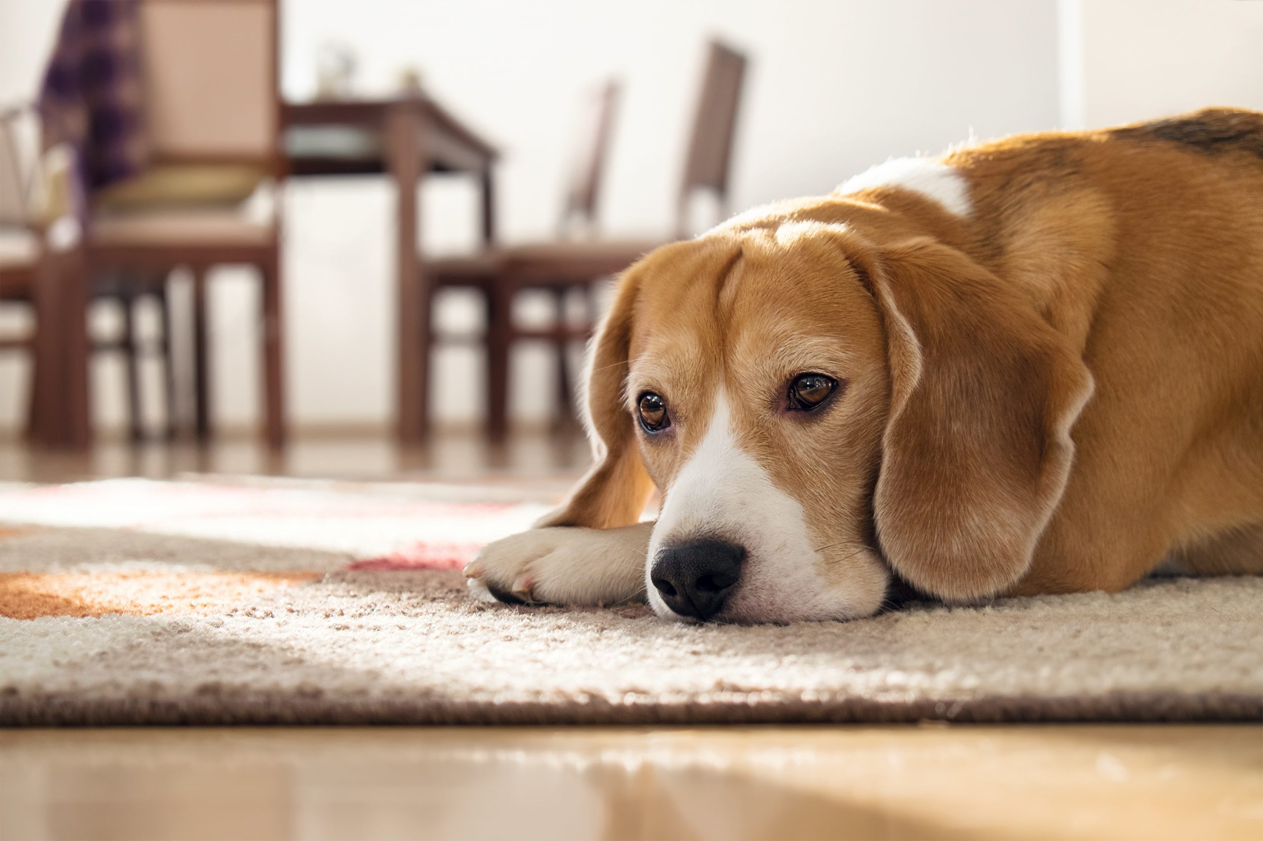 Dog suddenly wants to sleep alone: Understanding the behavior