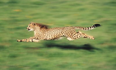 Discover the fastest land animals: Nature’s incredible sprinters