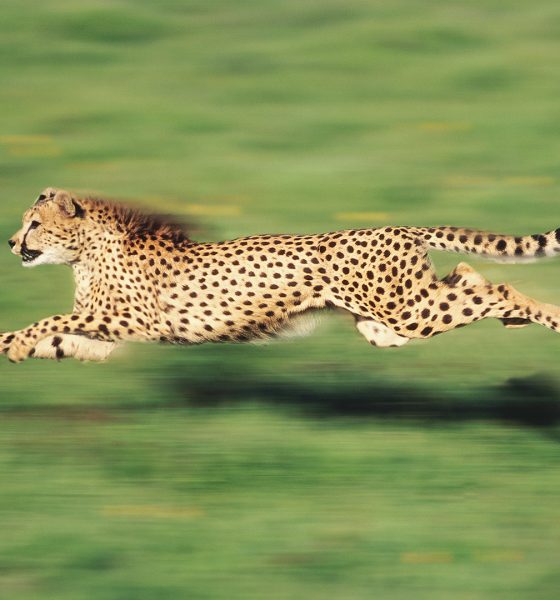 Discover the fastest land animals: Nature’s incredible sprinters