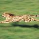 Discover the fastest land animals: Nature’s incredible sprinters