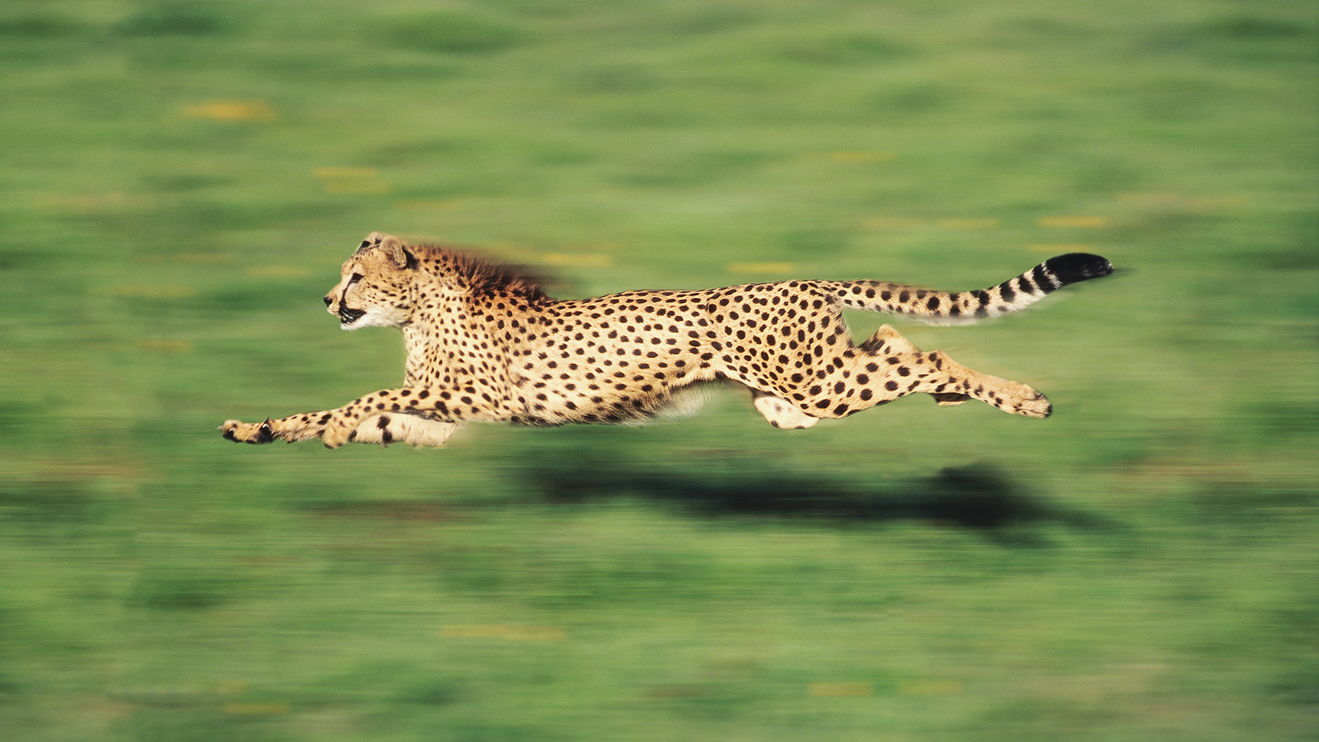 Discover the fastest land animals: Nature’s incredible sprinters