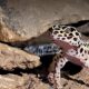 How long can a Leopard Gecko go without food?