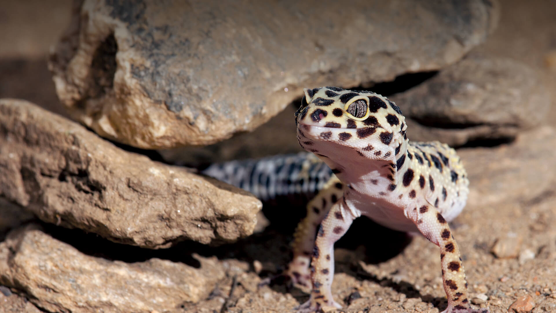 How long can a Leopard Gecko go without food?