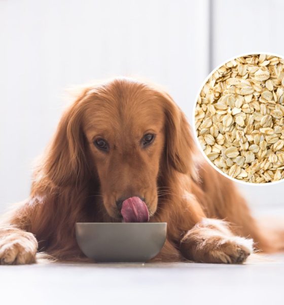 How to cook oatmeal for dogs: A nutritious and easy recipe