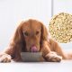 How to cook oatmeal for dogs: A nutritious and easy recipe