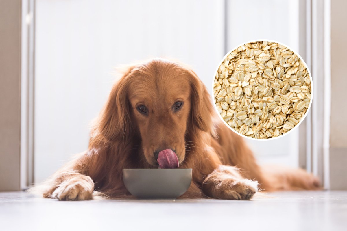 How to cook oatmeal for dogs: A nutritious and easy recipe