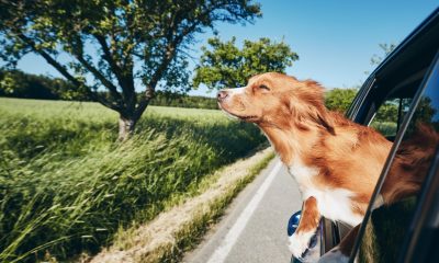 How to keep a car cool for dogs: Tips for pet safety