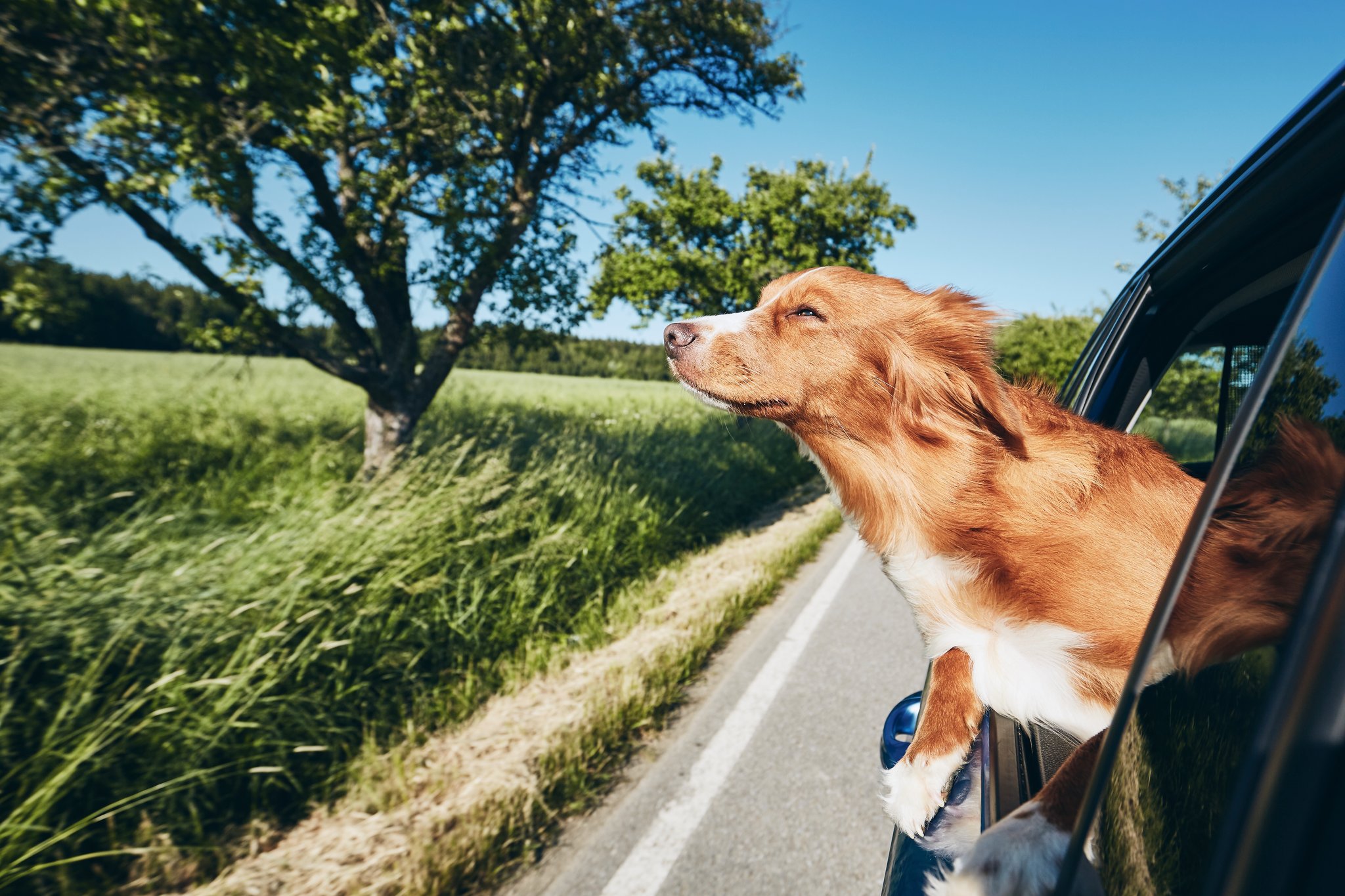 How to keep a car cool for dogs: Tips for pet safety