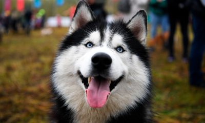 Understanding Husky bite force: Strength, behavior & safety