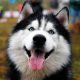 Understanding Husky bite force: Strength, behavior & safety