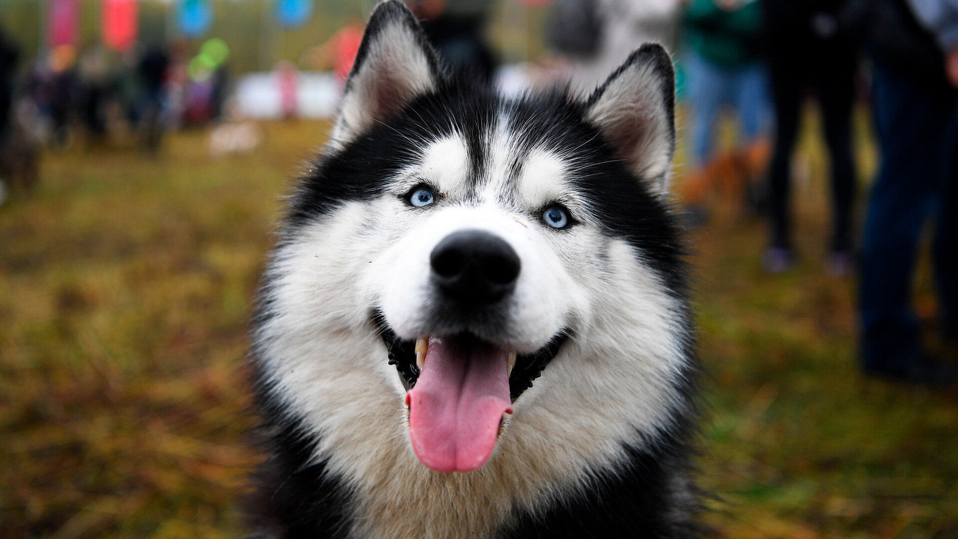 Understanding Husky bite force: Strength, behavior & safety