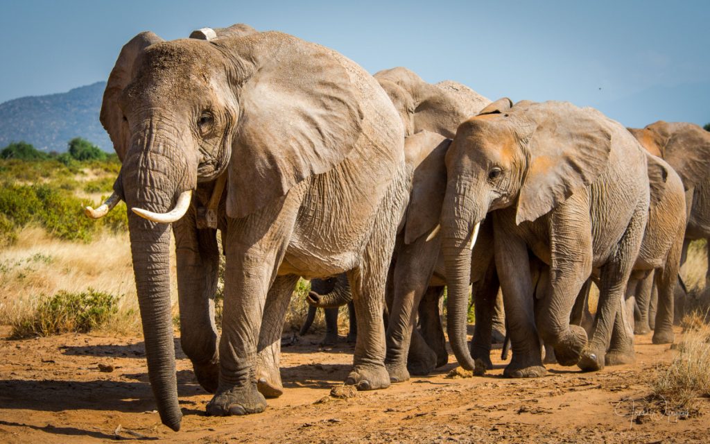 The African Elephant: The strongest land animal