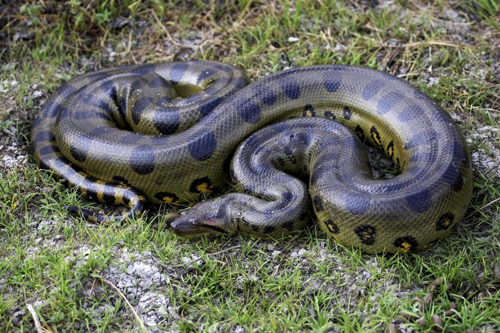 The Anaconda: The strongest constrictor