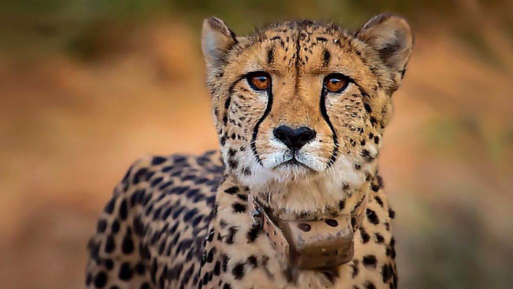 The Cheetah: The fastest land animal