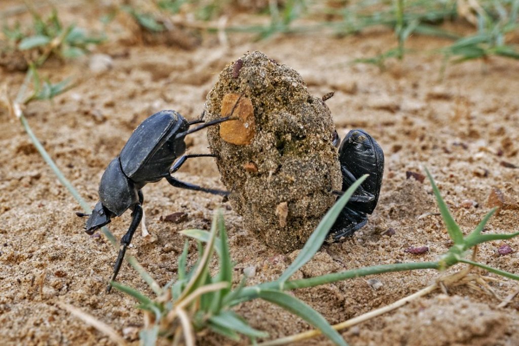 The Dung Beetle: The strongest relative to body weight