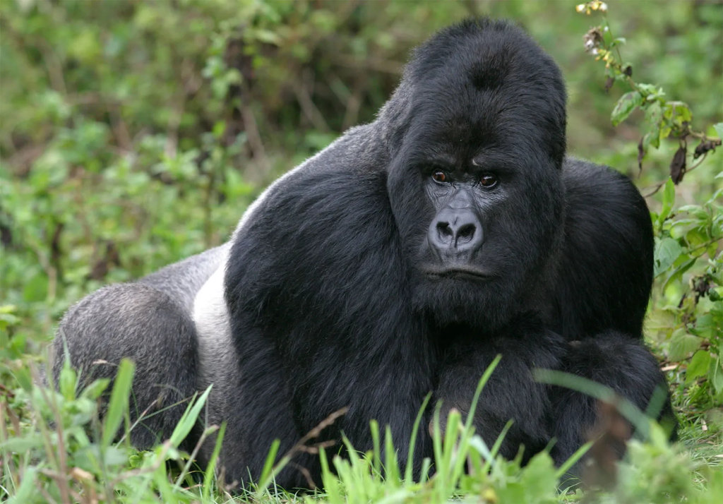 The Gorilla: The strongest primate