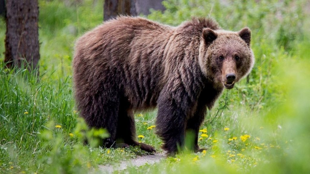 The Grizzly Bear: North America’s strongest predator