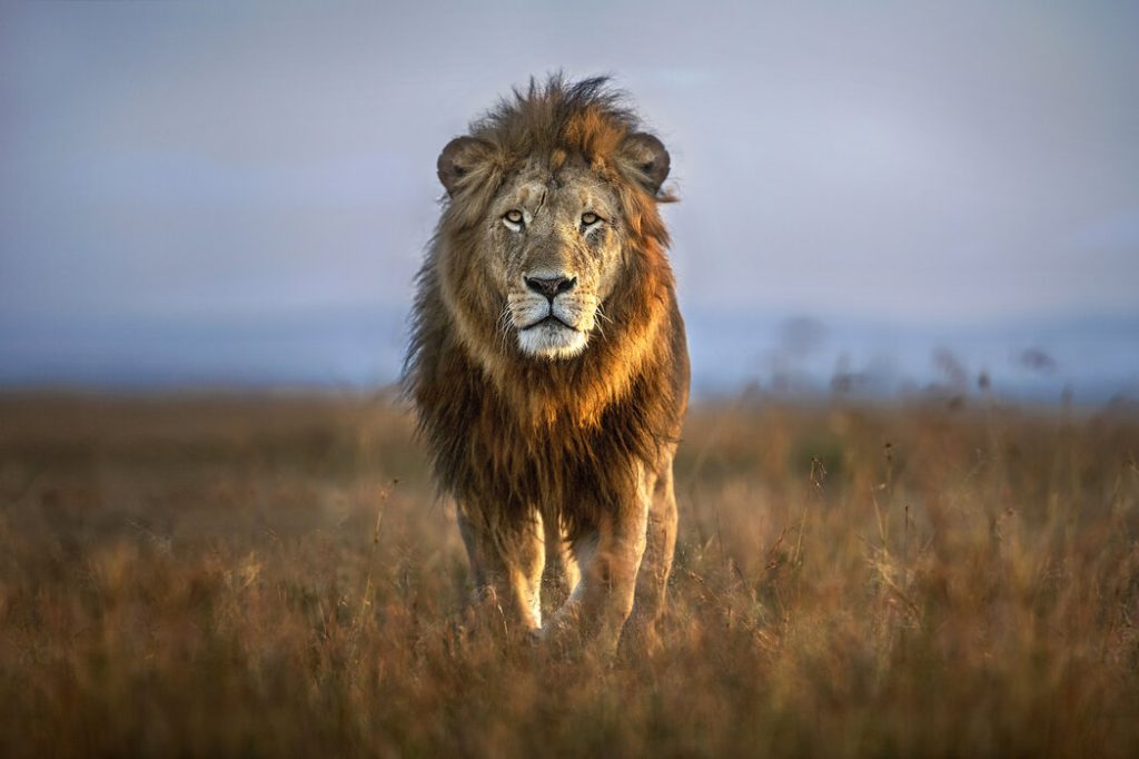 The Lion: The king of the jungle