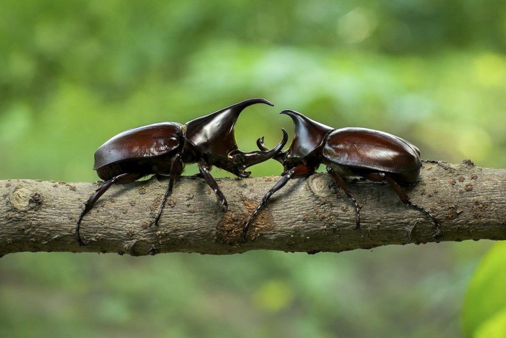 The Rhinoceros Beetle: The heavyweight champion