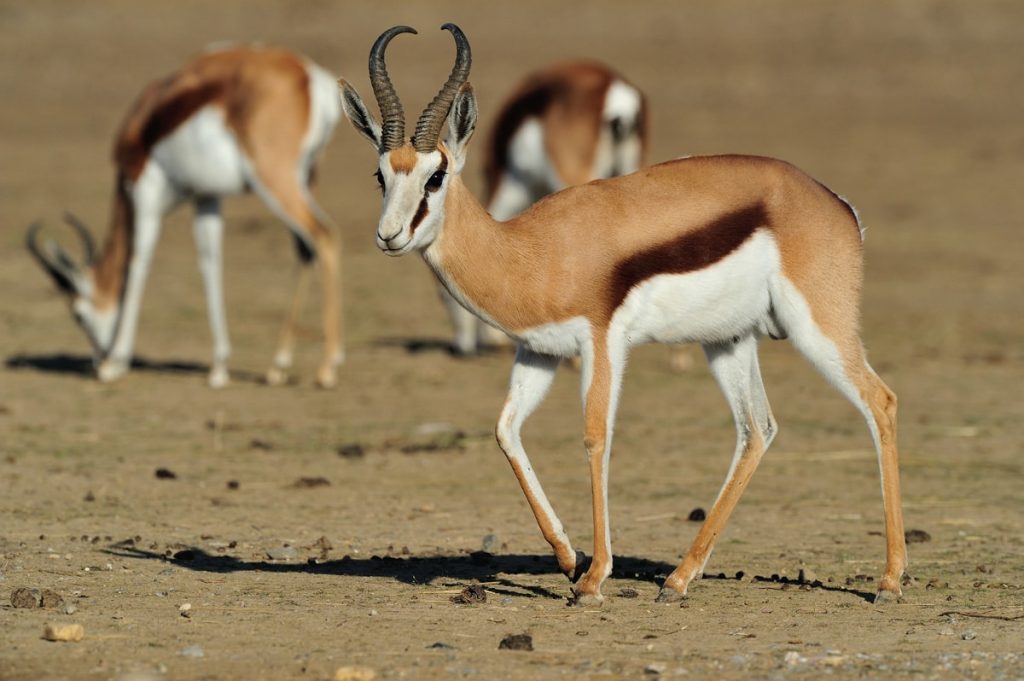 The Springbok: Africa’s agile antelope