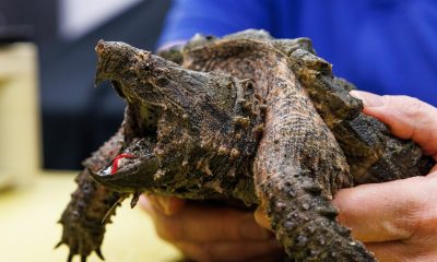 Alligator snapping turtle bite force: How strong is it?