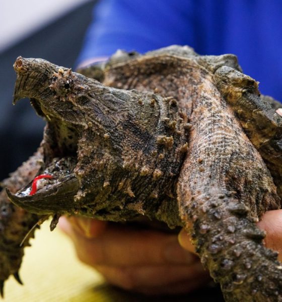 Alligator snapping turtle bite force: How strong is it?