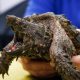 Alligator snapping turtle bite force: How strong is it?