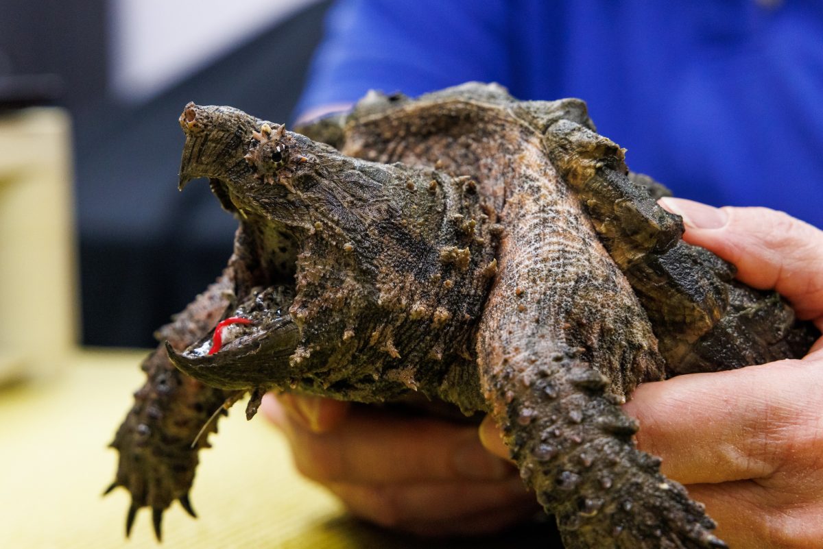 Alligator snapping turtle bite force: How strong is it?