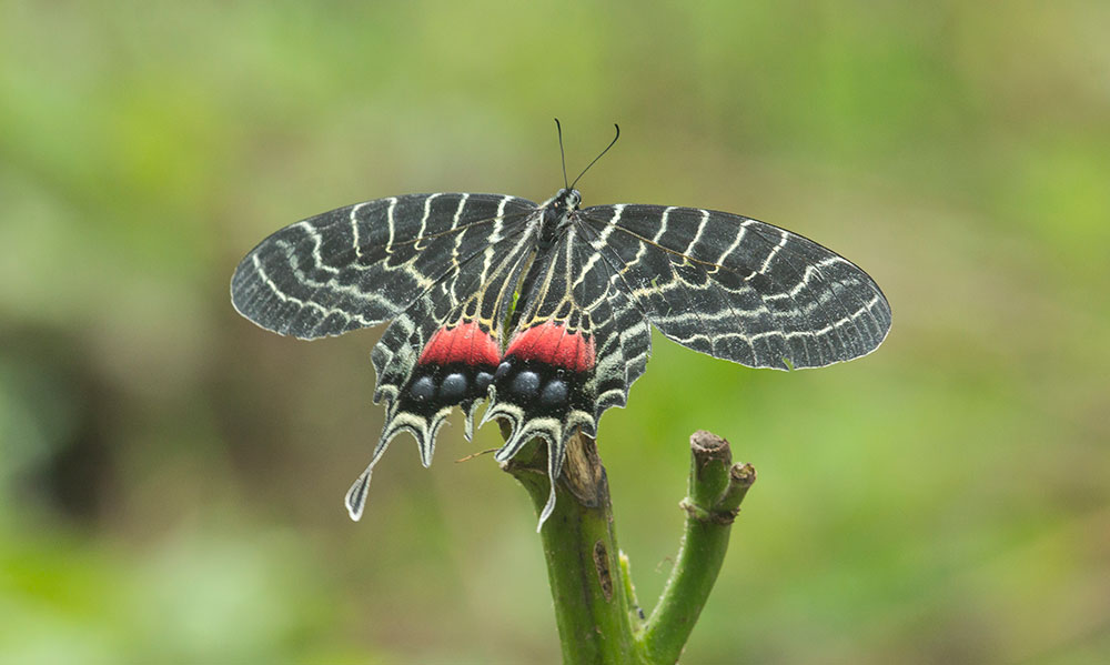 Bhutan Glory Butterfly (Bhutanitis lidderdalii)